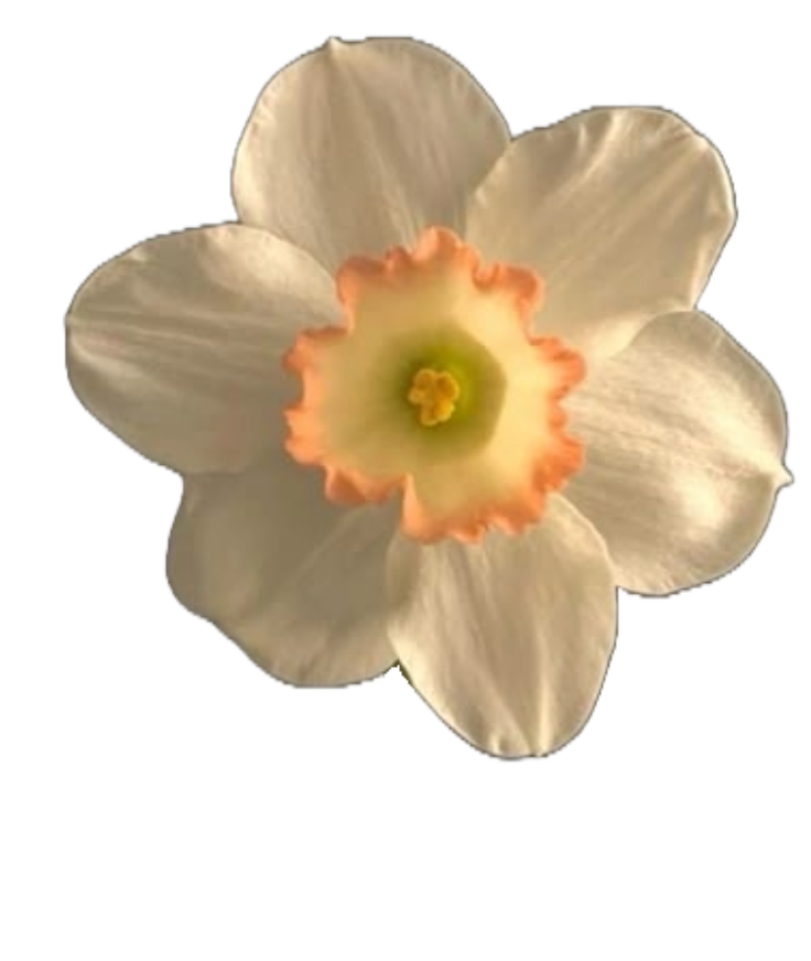 a flower